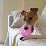 chien cachant ses jouets