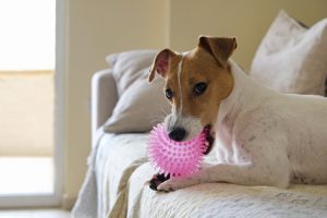 chien cachant ses jouets
