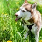 chien qui mange herbe