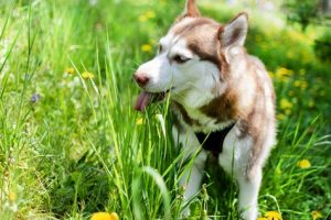 chien qui mange herbe