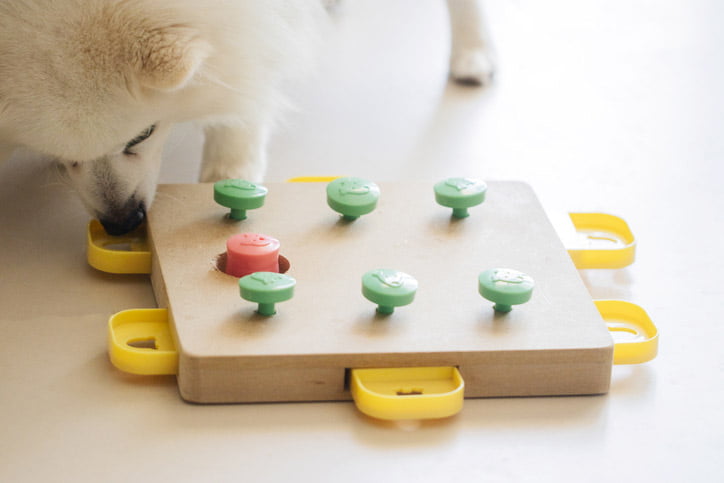 casse tête pour chien