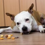 nourrir son chien sans gamelle