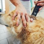 mon chien a une boule dans le cou