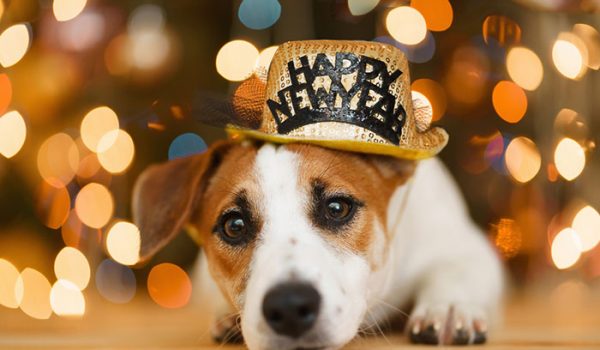 chien calme au nouvel an