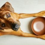 chien a toujours faim