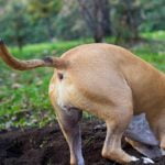 chien qui cache sa nourriture