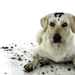 chien qui mange de la terre