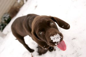chien qui mange de la neige