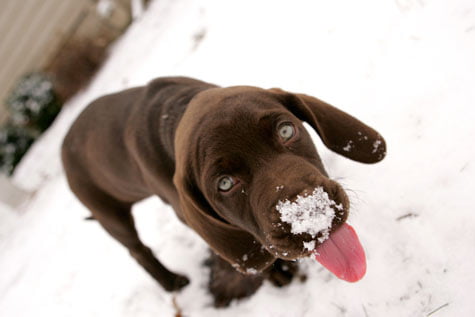 chien qui mange de la neige