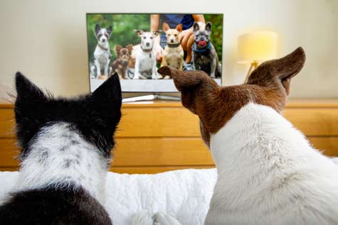 chien qui regarde la Tv