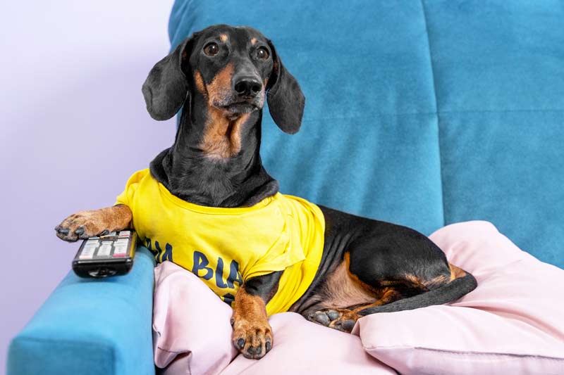 chien regardant la télévision