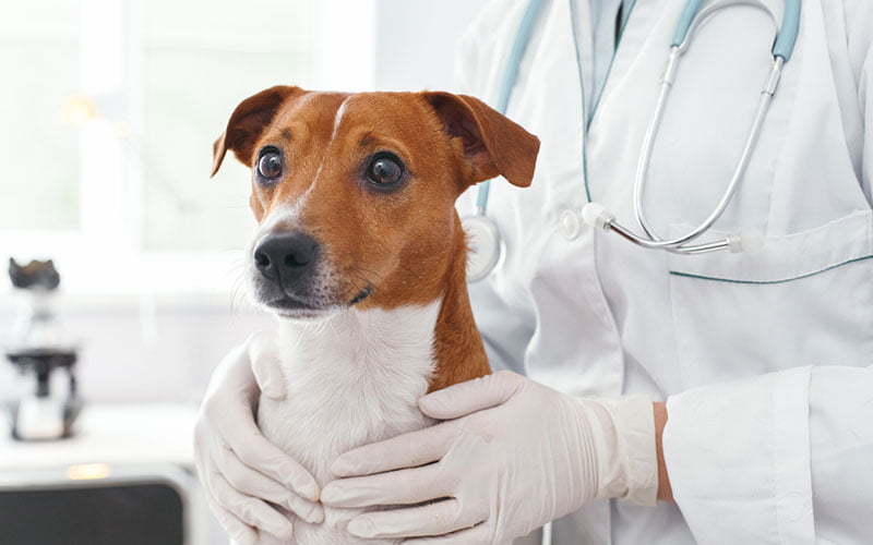 consulter un vétérinaire