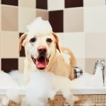 faire aimer le bain à son chien