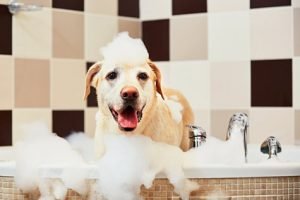 faire aimer le bain à son chien