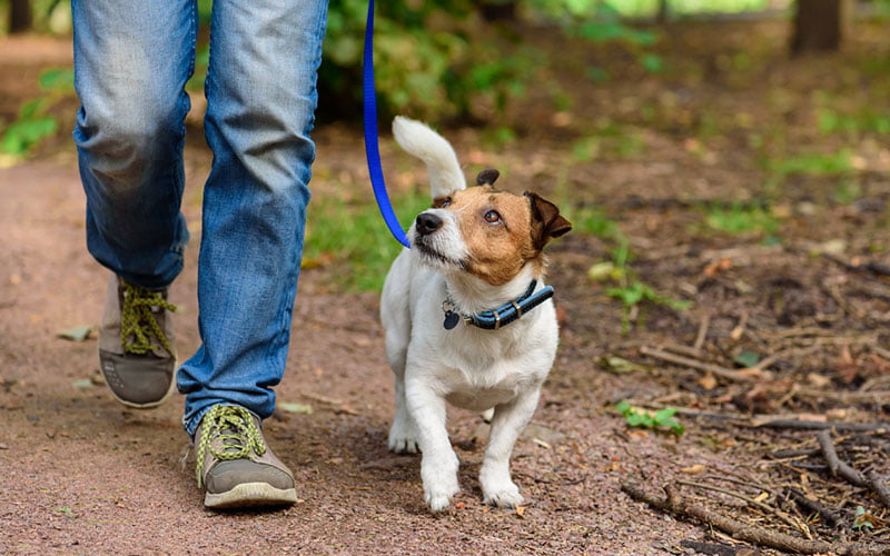 promener son chien avant le nouvel an