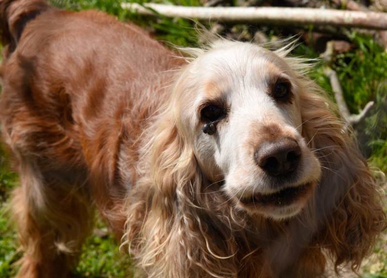 Mon chien a une boule sous l’œil