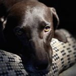 La vision nocturne du chien