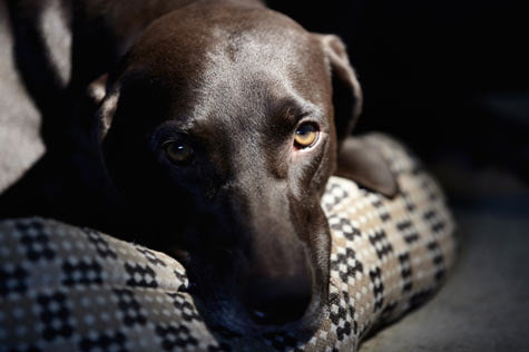 Les chiens voient ils dans le noir Toutoupourlechien