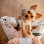 5 choses que les chiens peuvent sentir