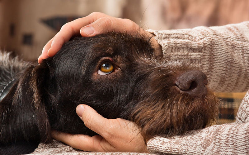 affection chien
