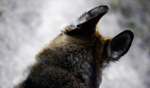 l'audition chez le chien