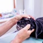 le chalazion chez le chien