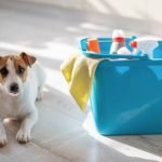 eau de javel et chien