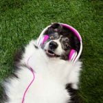 chien qui écoute un texte