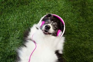 chien qui écoute un texte