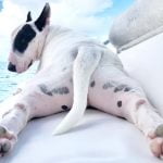 coups de soleils chez le chien