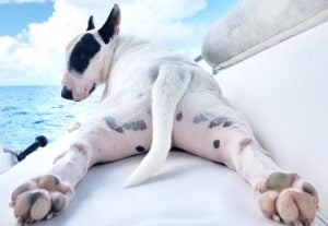 coups de soleils chez le chien