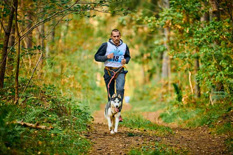 husky qui court avec son maître