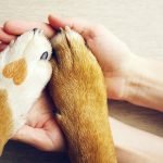 importance assurance chien