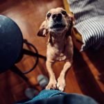 3 mauvaises habitudes du chien