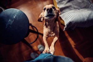 3 mauvaises habitudes du chien