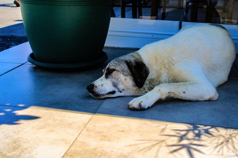 protéger son chien du soleil