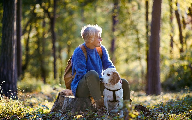 modifier les promenades d'un chien âgé