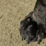 patte enflée du chien