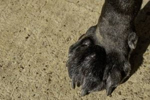 patte enflée du chien