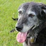 promenade chien agé