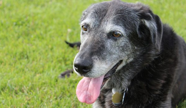 promenade chien agé