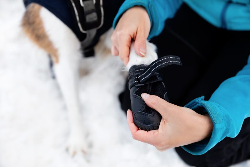 protéger son chien des engelures