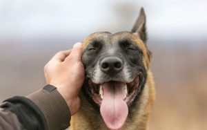 témoigner de l'amour à son chien
