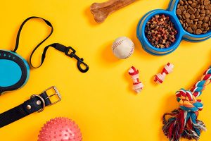 accessoires nécessaires quand on adopte un chien