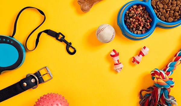 accessoires nécessaires quand on adopte un chien
