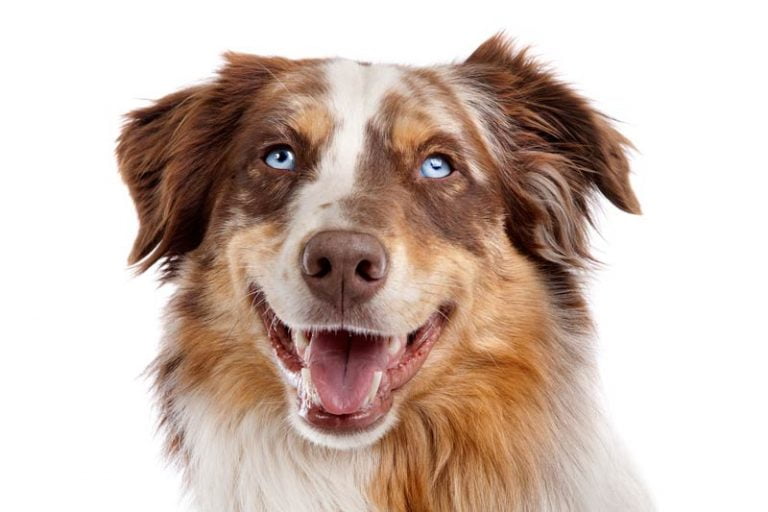 7 races de chiens aux yeux bleus avec photos Toutoupourlechien