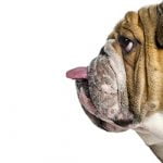 bulldog anglais interdit en Norvège