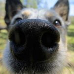 chien reniflant l'entrejambe