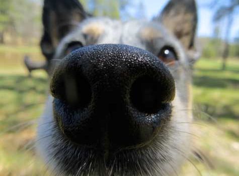 chien reniflant l'entrejambe