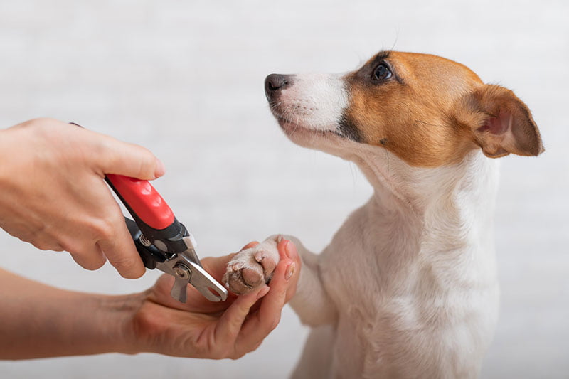 coupe griffes pour chien